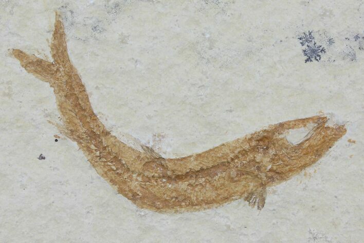 Jurassic Fossil Fish (Leptoleptis) - Solnhofen Limestone #112685